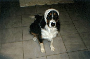 Casey