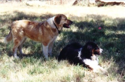 Chance and Casey